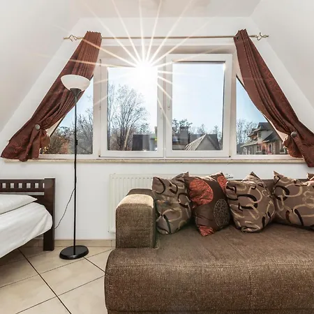 Brzoza W Centrum Zakopanego