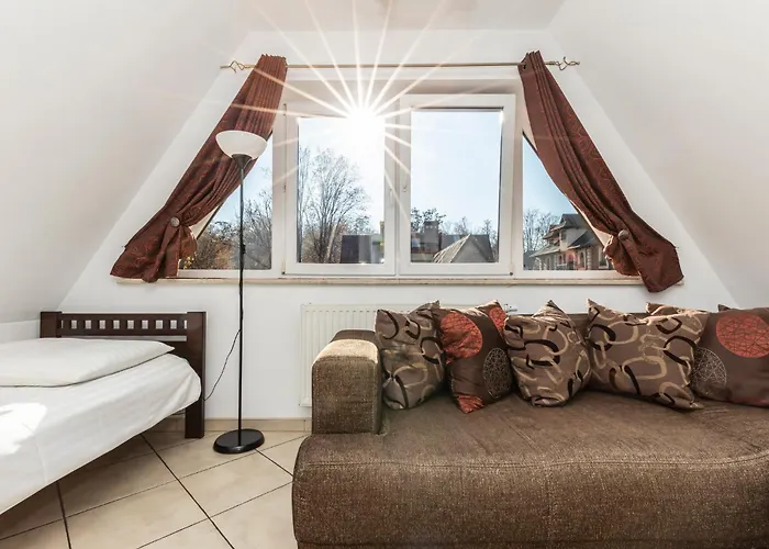 Brzoza W Centrum Zakopanego